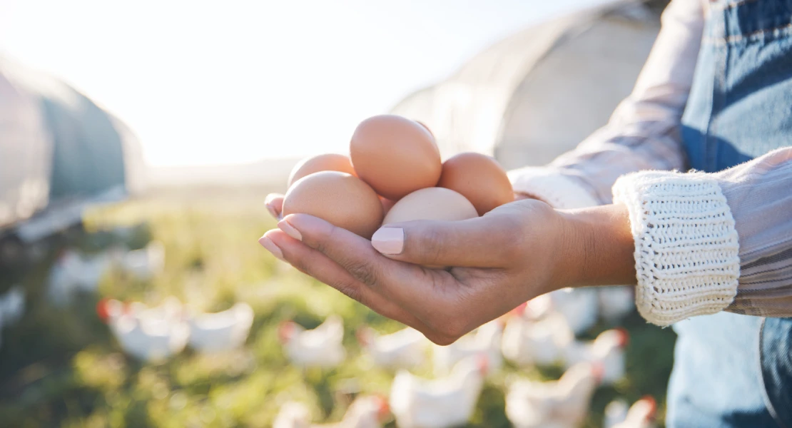 "Llevamos meses pagando un sobrecoste injustificado de hasta el 24% por los huevos camperos"