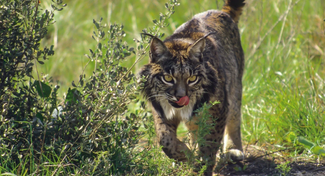 El lince y el rally en Extremadura: "100 M€ en recuperación para que alguno muera atropellado"
