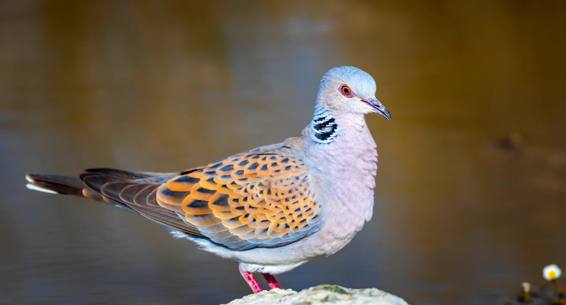 PACMA carga contra la Junta por reactivar la caza de la tórtola europea
