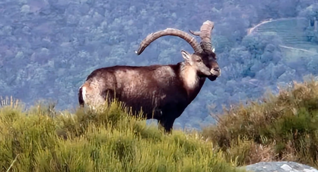 La oferta pública de caza de la Junta recibe un 15% de solicitudes más que en 2025