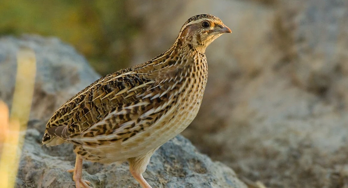 OPINIÓN | Codorniz: ¿se sabe la situación real?