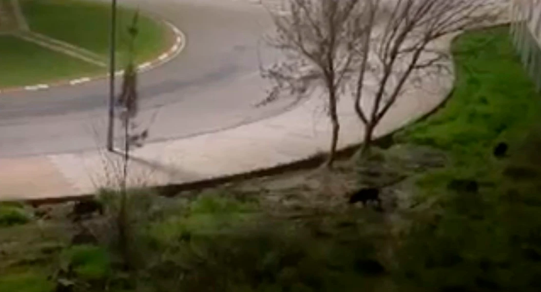 Jabalíes en plena ciudad: vecinos de Plasencia graban una escena insólita