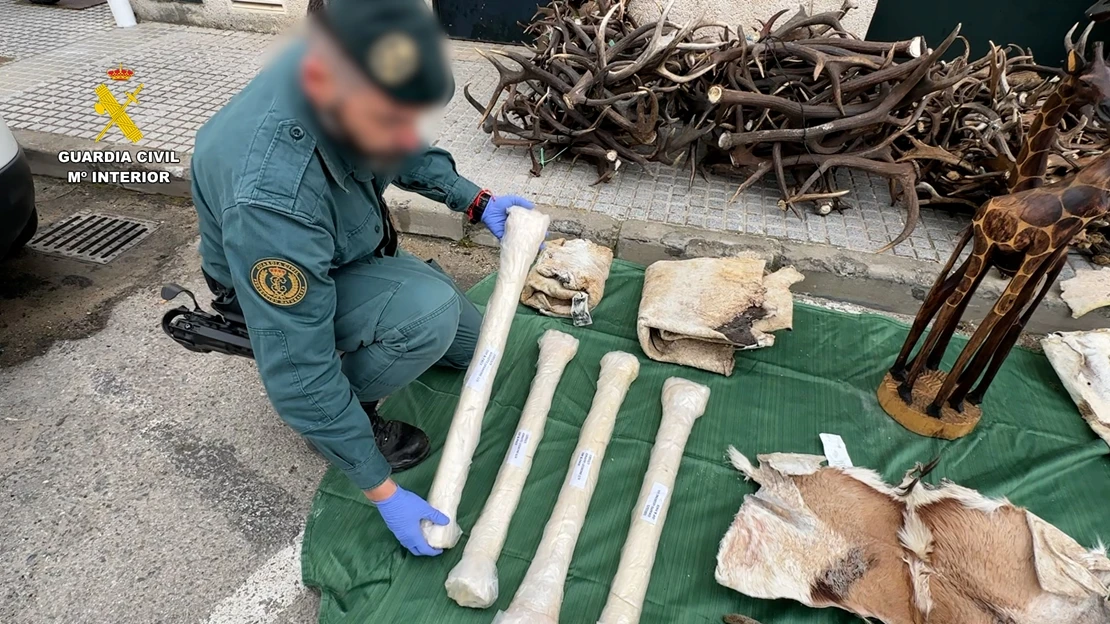 Incautan diferentes piezas de animales protegidos procedentes de África