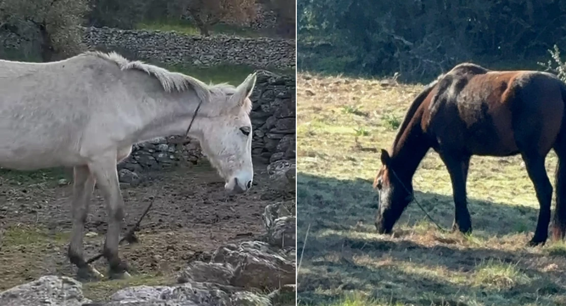 Buscan a dos caballos con signos de maltrato en la provincia de Cáceres