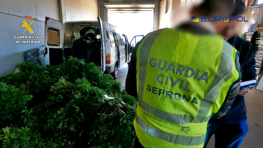 Detenidas 10 personas por expoliar cerca de mil toneladas de lentisco