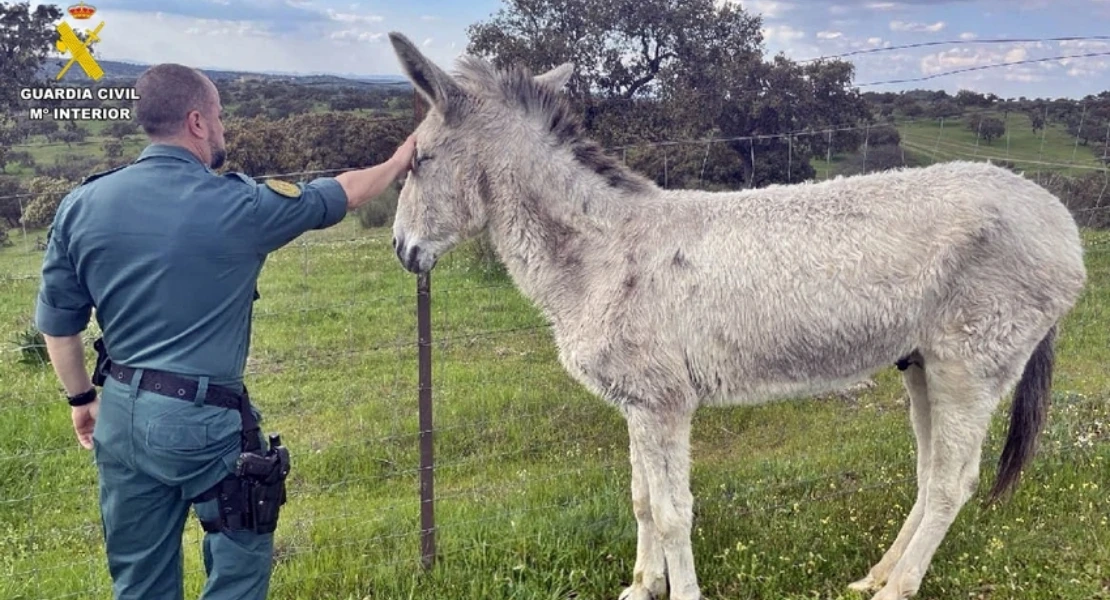 Los cascos de un burro revelan un presunto caso de maltrato animal en la provincia de Badajoz