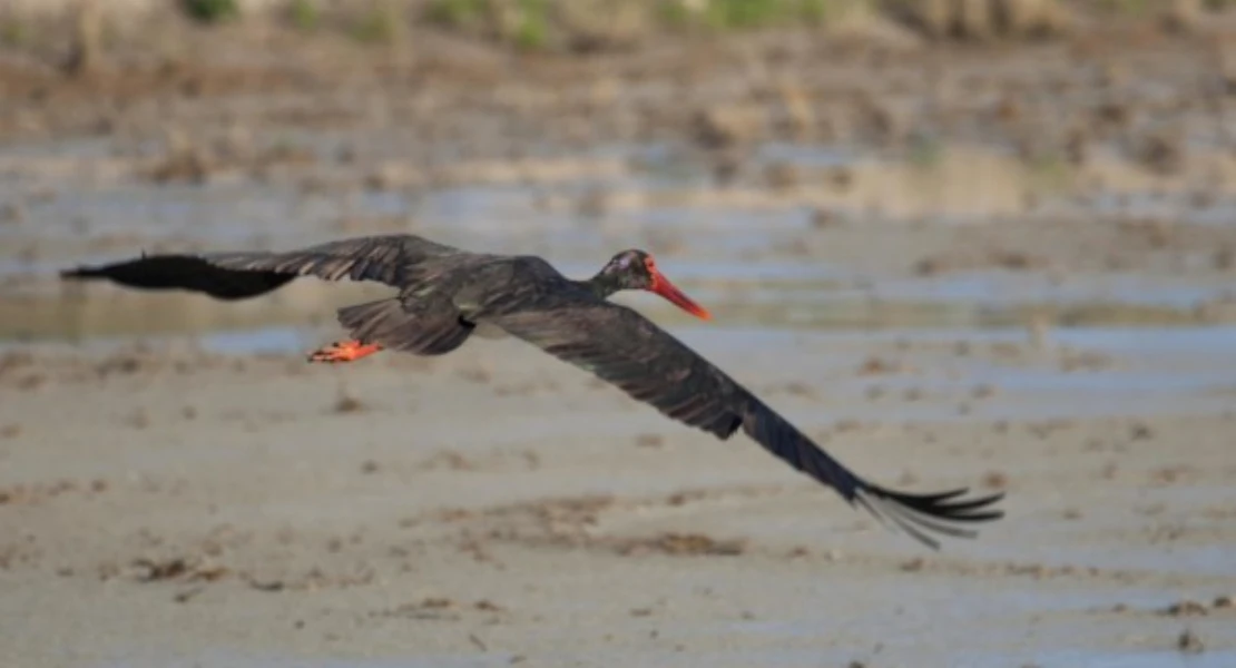 Estos son los mejores lugares para disfrutar de la observación de las aves en Semana Santa