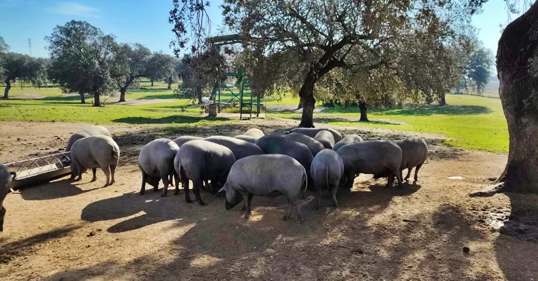 Extremadura ha realizado 1.455 matanzas domiciliarias controladas sanitariamente