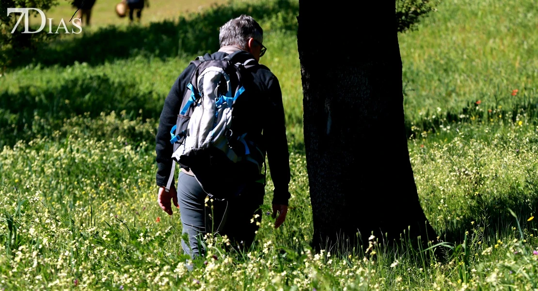 Del campo a la cocina: descubre todas las posibilidades del gurumelo en Villanueva del Frenso