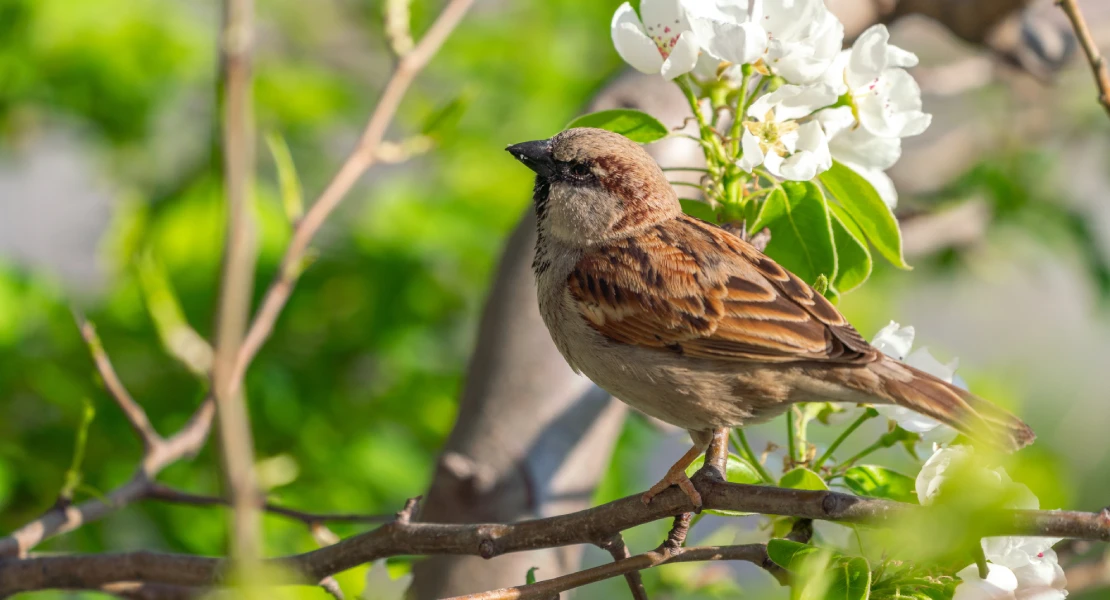 Cada vez hay menos gorriones en España: ¿a qué se debe?