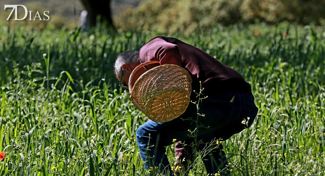 Del campo a la cocina: descubre todas las posibilidades del gurumelo en Villanueva del Frenso
