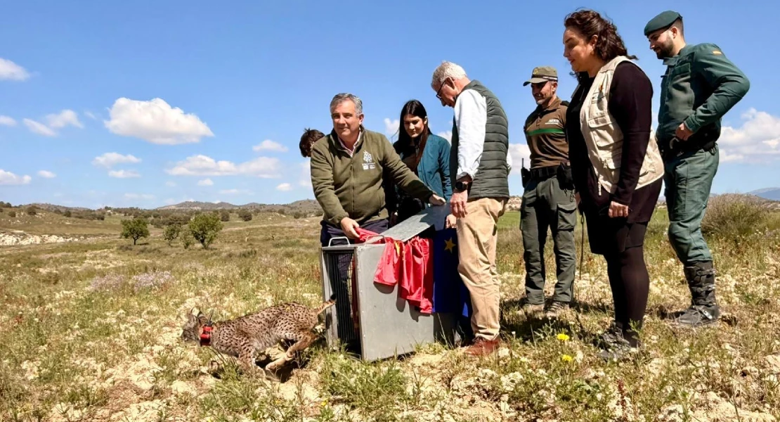 Extremadura cede un lince ibérico a la región de Murcia