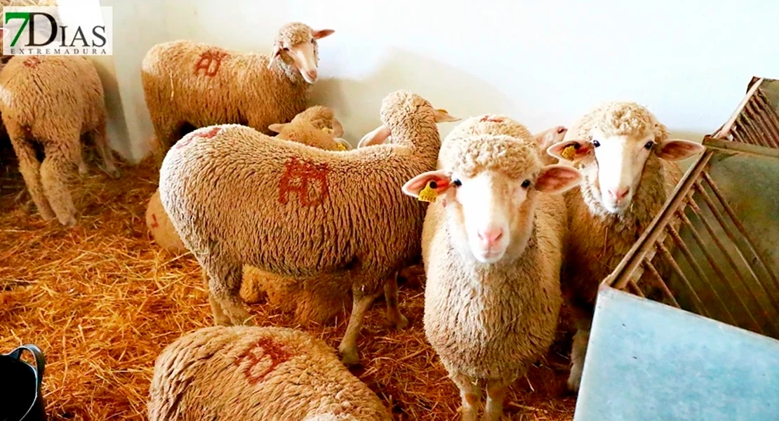 El Diario Oficial de Extremadura publica el nuevo decreto de certámenes ganaderos