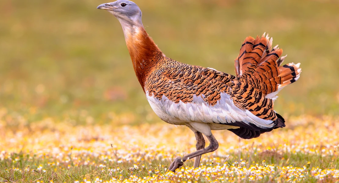 Extremadura, clave en la lucha por salvar aves en peligro en un ambicioso plan ambiental