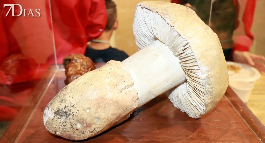 Del campo a la cocina: descubre todas las posibilidades del gurumelo en Villanueva del Frenso