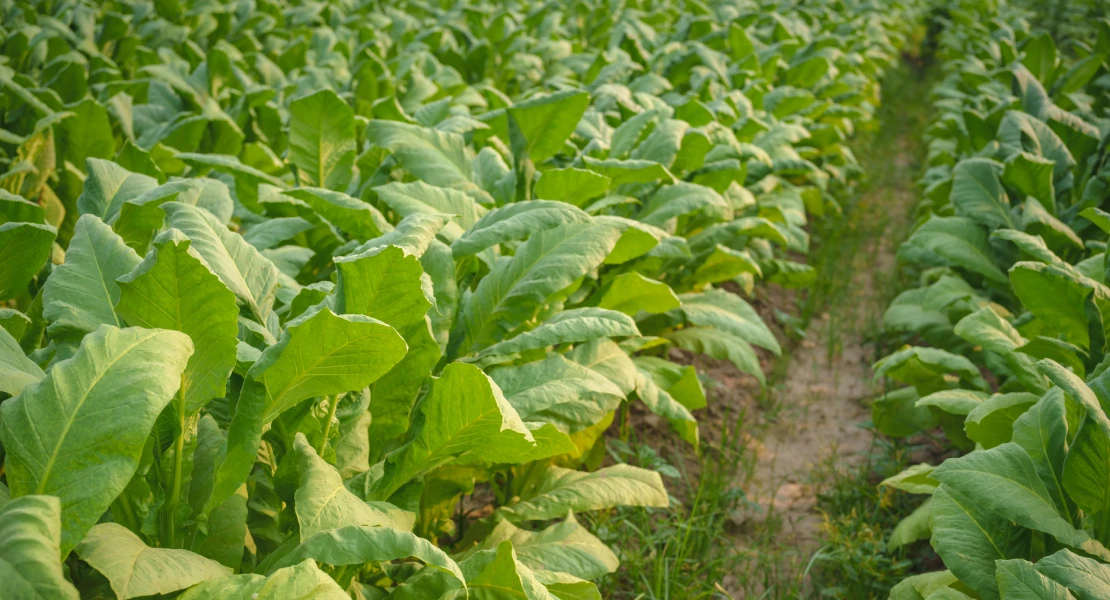 Asaja Extremadura acusa al Gobierno de pretender "acabar con el cultivo del tabaco"
