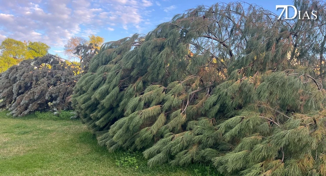 NO PUBLICAR: Así está el parque del Rivillas dos meses después del episodio intenso de borrascas