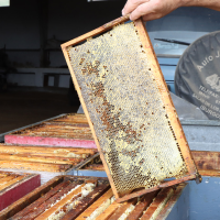 UPA critica la "discriminación habitual" al sector apícola en las ayudas por la guerra