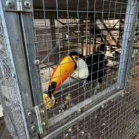 Intervenidas más de 500 aves exóticas en una vivienda: ocultaba 70 ejemplares en el congelador