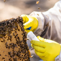 Extremadura criará abejas reinas para mejorar la genética