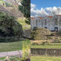 Badajoz continúa repleta de árboles caídos tras las borrascas: ¿a qué se debe?