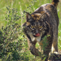 El lince y el rally en Extremadura: "100 M€ en recuperación para que alguno muera atropellado"