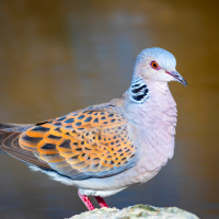 PACMA carga contra la Junta por reactivar la caza de la tórtola europea