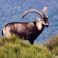 La oferta pública de caza de la Junta recibe un 15% de solicitudes más que en 2025