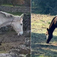 Buscan a dos caballos con signos de maltrato en la provincia de Cáceres