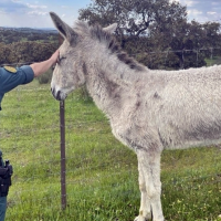 Los cascos de un burro revelan un presunto caso de maltrato animal en la provincia de Badajoz