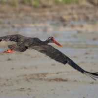 Estos son los mejores lugares para disfrutar de la observación de las aves en Semana Santa