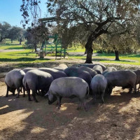 Extremadura ha realizado 1.455 matanzas domiciliarias controladas sanitariamente