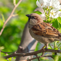 Cada vez hay menos gorriones en España: ¿a qué se debe?