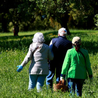 Del campo a la cocina: descubre todas las posibilidades del gurumelo en Villanueva del Fresno