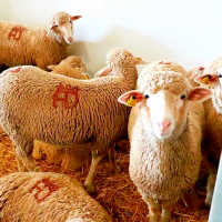 El Diario Oficial de Extremadura publica el nuevo decreto de certámenes ganaderos