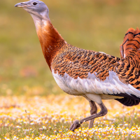 Extremadura, clave en la lucha por salvar aves en peligro en un ambicioso plan ambiental