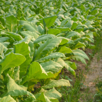 Asaja Extremadura acusa al Gobierno de pretender "acabar con el cultivo del tabaco"