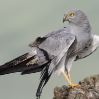 Ecologistas denuncian la "inacción de la Junta" ante el "grave declive" de la fauna en Extremadura