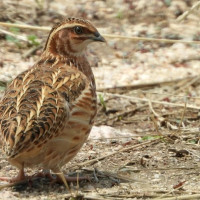 Extremadura junto a otras CCAA rechazan restringir la caza de la codorniz