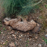 Encuentran un lince ibérico muerto en la carretera N-630