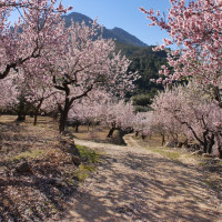 El Valle del Jerte se prepara para el Cerezo en Flor 2026