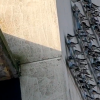 Denuncian la eliminación de cientos de nidos de aves protegidas en Extremadura