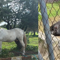 Un cerdo vietnamita entre perros y gatos en Badajoz: PACMA pide respuestas sobre estos animales