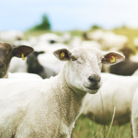 Exigen blindar al sector del ovino tras el acuerdo entre la Unión Europea y Australia