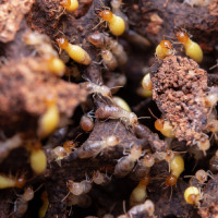 Termitas amenazan la Semana Santa: alerta por daños ocultos en imágenes religiosas