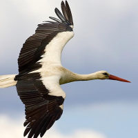 Preocupación por la pareja de cigüeñas que anida en el Ayto. de Mérida: "Este año no han vuelto"