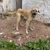 Investigan a 18 personas por maltrato: más de 70 perros encadenados a la intemperie