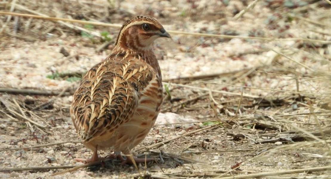 Extremadura junto a otras CCAA rechazan restringir la caza de la codorniz