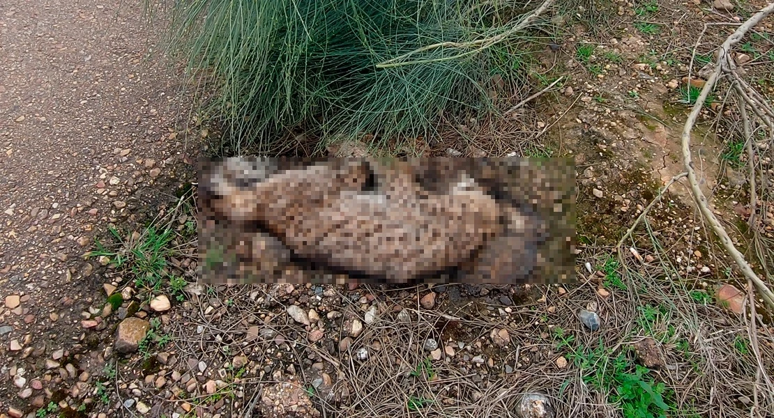 Encuentran un lince ibérico muerto en la carretera N-630
