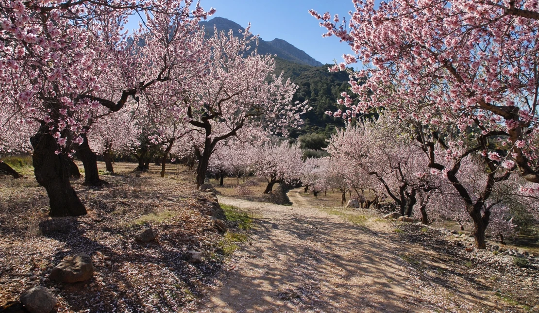 El Valle del Jerte se prepara para el Cerezo en Flor 2026